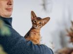 Tommy - Abyssinian Cat For Sale - Brooklyn, NY, US