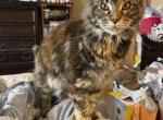 Brandy - Maine Coon Cat For Sale - Littleton, CO, US