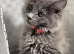 Blue smoke - Maine Coon Cat For Sale - Littleton, CO, US