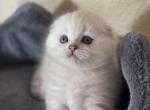 Blondy - Scottish Fold Cat For Sale - Roseville, CA, US