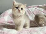 Biscuit Ay11 blue golden British shorthair - British Shorthair Cat For Sale - Athens, GA, US