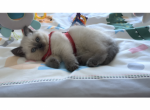 Bumble - Scottish Straight Cat For Sale - Miami, FL, US
