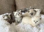 Kittenss - British Shorthair Cat For Sale - Philadelphia, PA, US