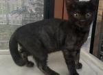 Midnight - Bengal Cat For Sale - Macon, MO, US