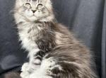 Dor - Maine Coon Cat For Sale - Norwalk, CT, US