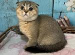 Lucy - Scottish Fold Cat For Sale - Renton, WA, US