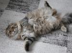 VLASTELIN IZ TVERSKOGO KNYAZHESTVA - Siberian Cat For Sale/Retired Breeding - NY, US