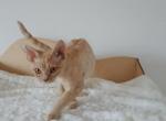 Donald - Devon Rex Cat For Sale - CA, US