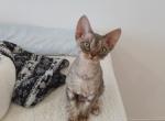 Irma - Devon Rex Cat For Sale - CA, US