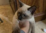 Purple band male - Siamese Cat For Sale - Inglis, FL, US