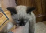 Blue band male - Siamese Cat For Sale - Inglis, FL, US