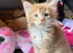 Harlequin - Maine Coon Cat For Sale - Buford, GA, US