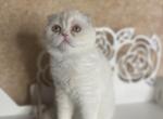 Nugget - Scottish Fold Cat For Sale - Sunnyvale, CA, US