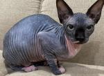 TICA Bi color Mae - Sphynx Cat For Sale - Rockford, IL, US