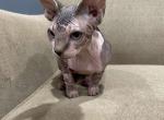 TICA Bi color Maggie - Sphynx Cat For Sale - Rockford, IL, US