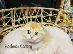 Tesla - Scottish Fold Cat For Sale - New Prague, MN, US