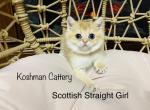 Kia - Scottish Fold Cat For Sale - New Prague, MN, US