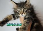 MEDALION - Maine Coon Cat For Sale - Pensacola, FL, US