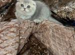 Laci - Scottish Fold Cat For Sale - Gainesville, GA, US