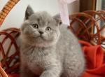 Laura - British Shorthair Cat For Sale - Los Angeles, CA, US