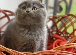 Niro male Scottish fold blue color - Scottish Fold Cat For Sale - Los Angeles, CA, US