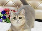 Slava female ay11 - British Shorthair Cat For Sale - Los Angeles, CA, US