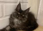 Mars - Maine Coon Cat For Sale - NY, US