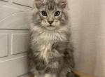 Sapphire - Maine Coon Cat For Sale - NY, US