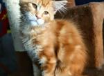 Nala - Maine Coon Cat For Sale - Plainfield, IN, US