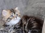 CANDY - Scottish Straight Cat For Sale - Fontana, CA, US