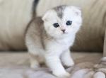 D - Scottish Fold Cat For Sale - Fontana, CA, US