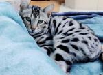 King Yoshi Stud - Bengal Cat For Sale/Service - IL, US