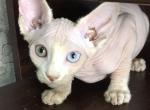 Daniel - Sphynx Cat For Sale - Norwalk, CT, US