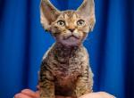 Byuti - Devon Rex Cat For Sale - Norwalk, CT, US