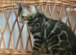 Federico - Bengal Cat For Sale - Norwalk, CT, US