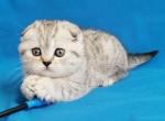 Fabianna - Scottish Fold Cat For Sale - Hollywood, FL, US