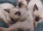 Chocolate Point Siamese kittens - Siamese Cat For Sale - IL, US