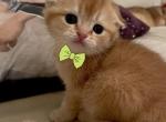 Triple fold Treasure - Scottish Fold Cat For Sale - Fort Wayne, IN, US