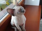 Ernesto - Devon Rex Cat For Sale - CA, US