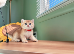 Bear - British Shorthair Cat For Sale - Staten Island, NY, US