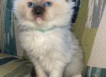 Seal mitted male Tica registered Christmas kittens - Ragdoll Cat For Sale - Butler, PA, US