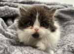 Monroe - Munchkin Cat For Sale - Ava, MO, US