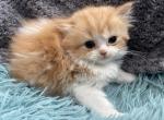 Rock - Munchkin Cat For Sale - Ava, MO, US