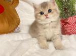 Butter Male ay11 blue golden British shorthair - British Shorthair Cat For Sale - Athens, GA, US