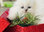 Angel - Scottish Fold Cat For Sale - Charlottesville, VA, US