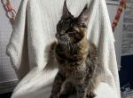 Titus litter 5 - Maine Coon Cat For Adoption - Manchester, NH, US