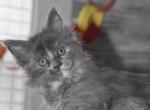 Litter Thessalonians - Maine Coon Cat For Adoption - Manchester, NH, US