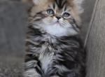 COOKIE - Scottish Straight Cat For Sale - Fontana, CA, US