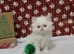 Exotic long hair Flame Point male - Persian Cat For Sale - MO, US