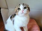 Bunny - Scottish Fold Cat For Sale - New York, NY, US